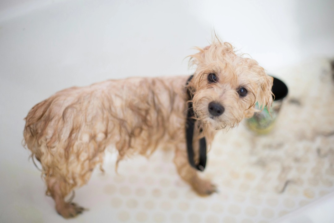 bathing dandie dinmont terrier