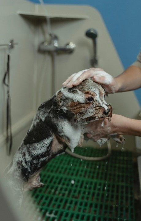 bathing schnauzer