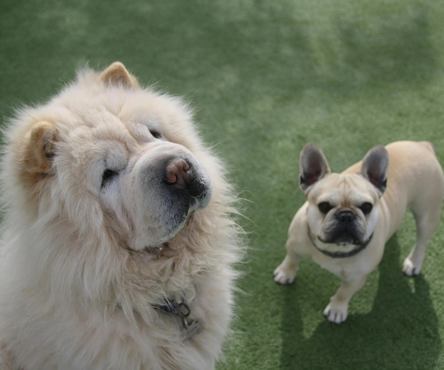 chow chow and french bulldog posing for photo