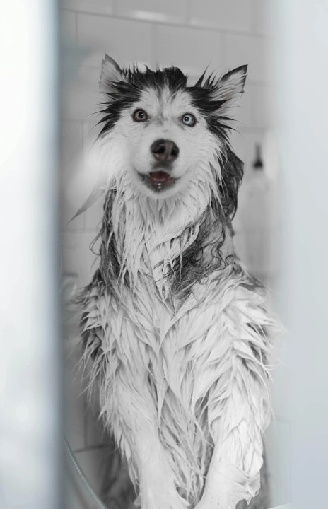 giving husky shower