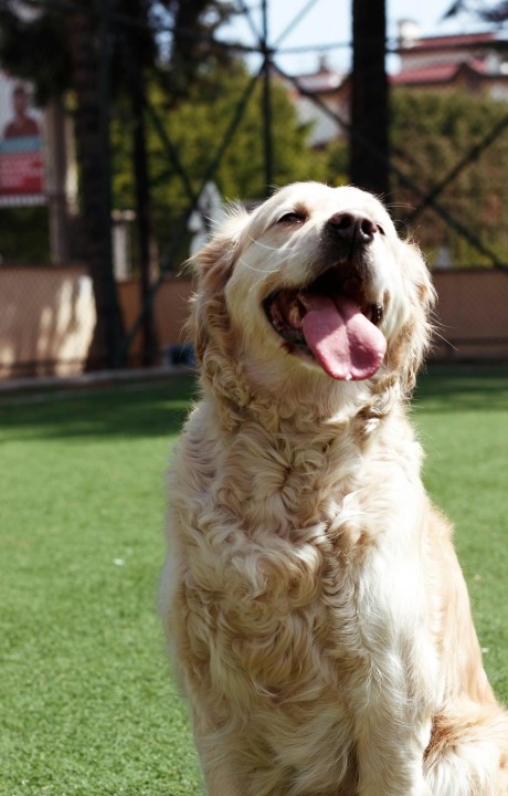Golden Retriever posing at the boarding facility