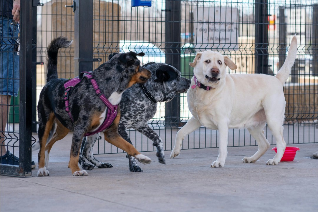 great dane playing with the other dogs