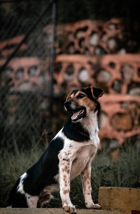 indian street dog