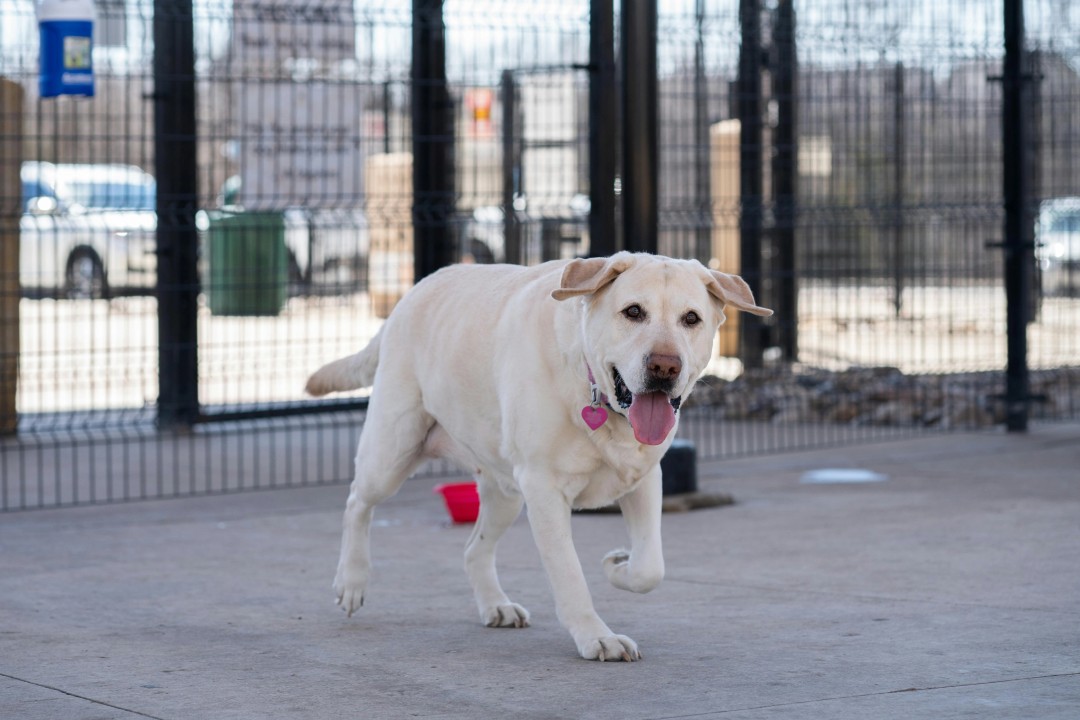 labrador